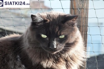 Siatki Żywiec - Zabezpieczenie balkonu siatką - Kocia siatka - bezpieczny kot dla terenów Żywca